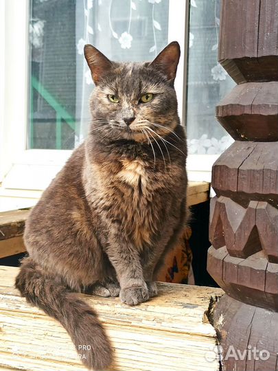 Кошка малышка