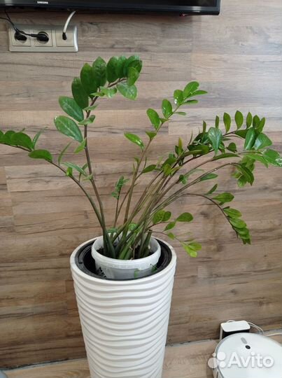 Замиокулькас долларовое дерево