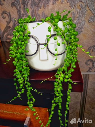 Крестовник Роули