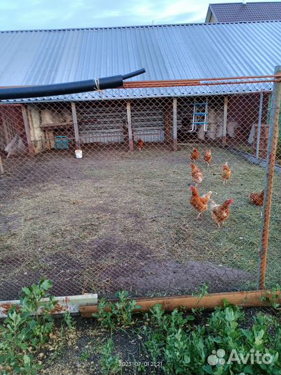 Яйцо куриное