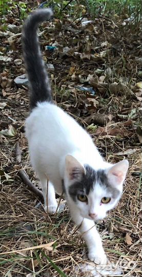 Котёнок бесплатно