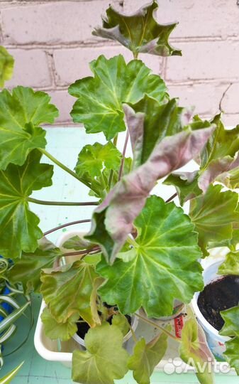 Пеларгония сортовая