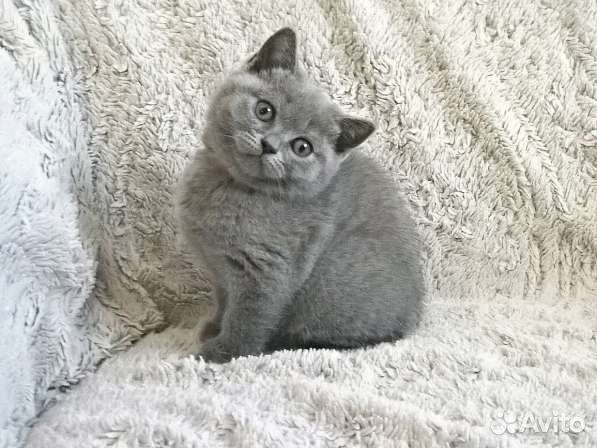 Британские котята