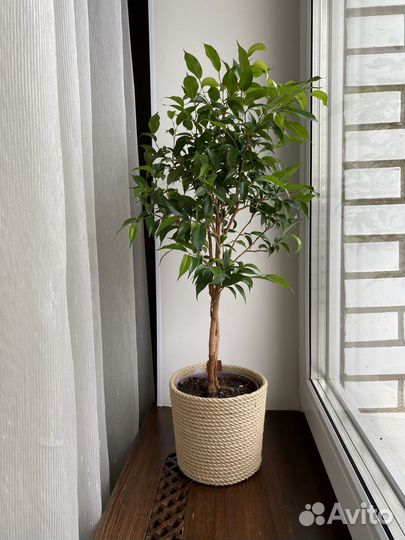 Фикус бенджамина Наташа