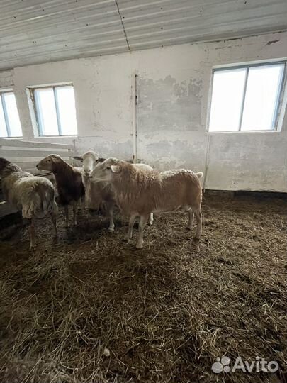 Овцы бараны Катумские