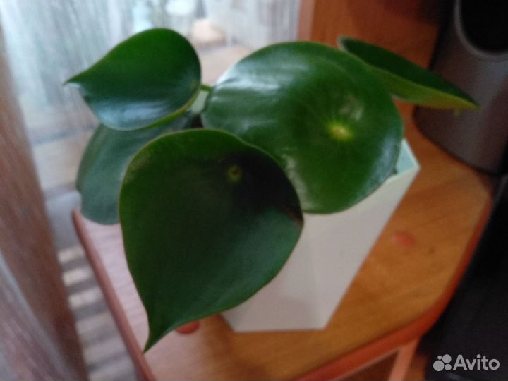 Пеперомия рейндроп