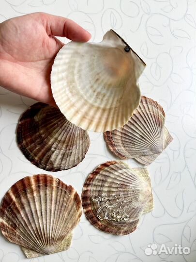 Раковины морского гребешка