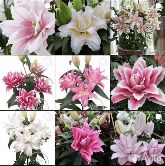 Розовидные Восточные Лилии, серии roselily