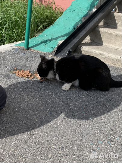 Кот дворняжка ищет хозяина