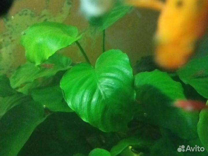 Аквариумные рыбки