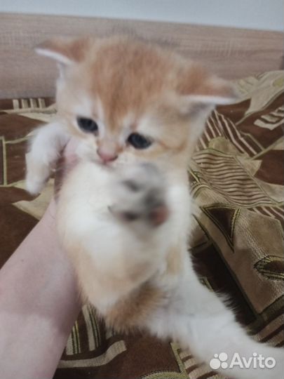 Котята британские