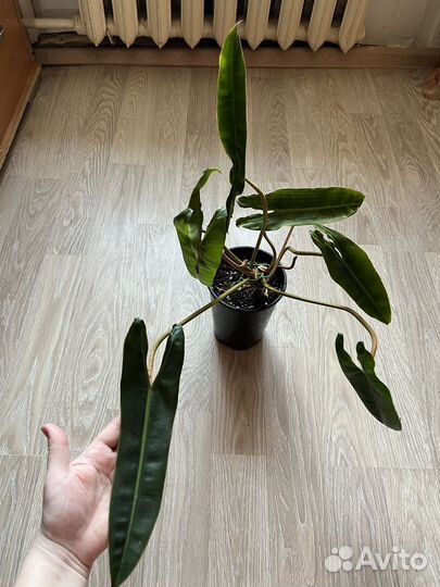 Филодендрон кустовой