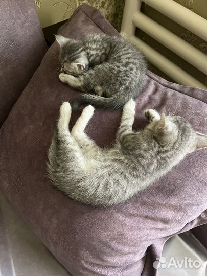 Британские котята