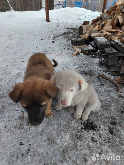 Щенки в добрые руки даром