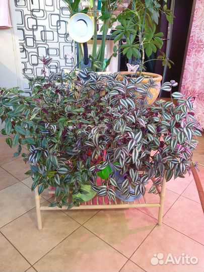 Традесканции ампельные