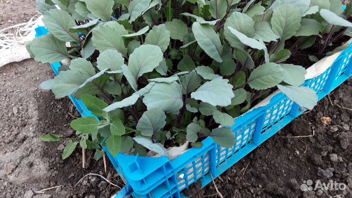 Рассада цветной капусты,баклажан и перец