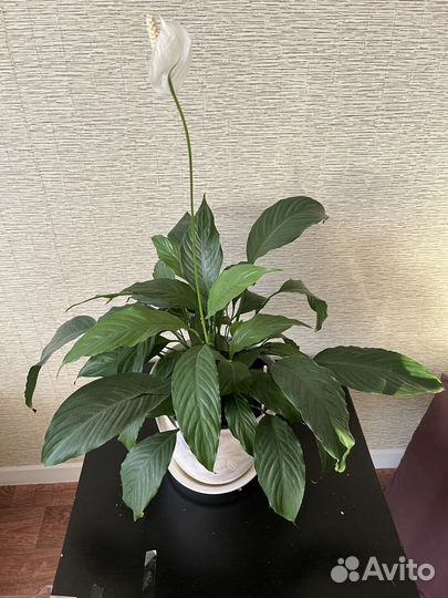 Спатифиллум