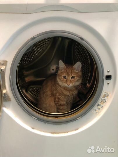 Коты для вязки