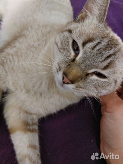 Кошечка подросток