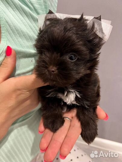 Мини йорк девочка