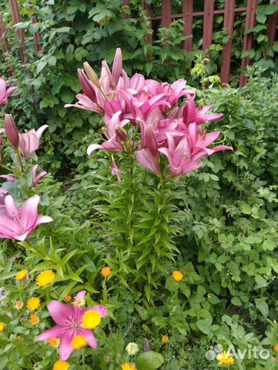 Лилии луковицы