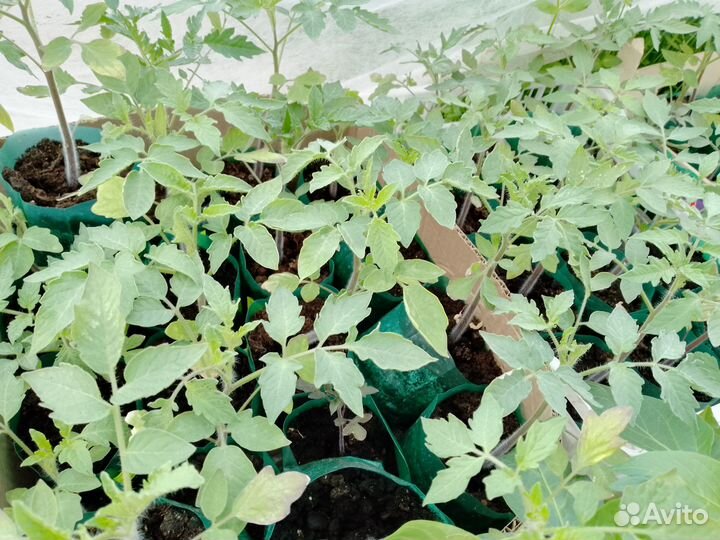 Точки Росточки