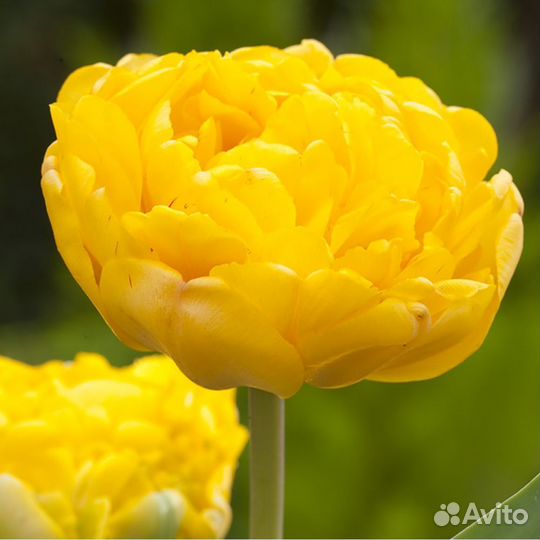 Тюльпан Монте Карло и др