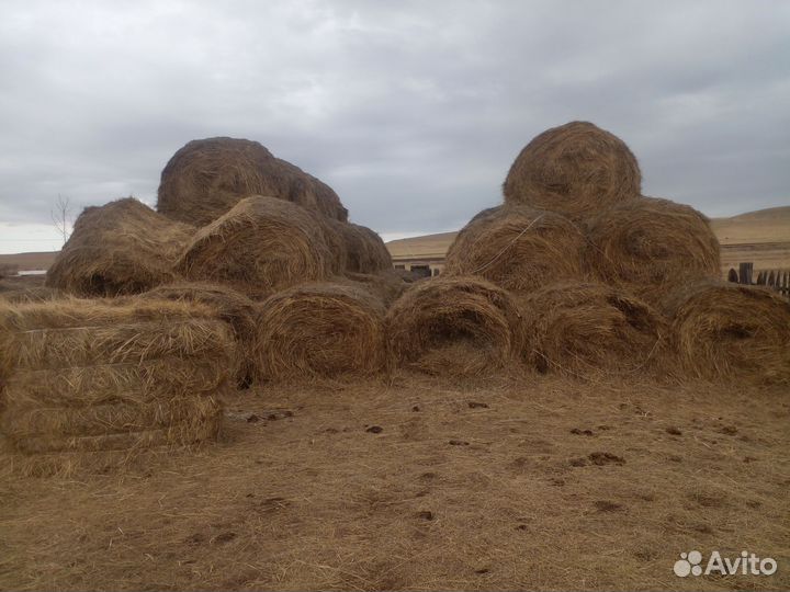 Продам сено в рулонах