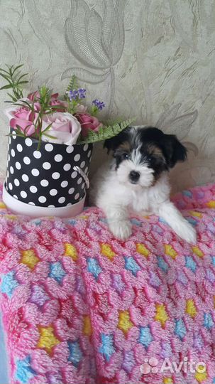 Бивер девочка Стелла и братик Сэм.С документами