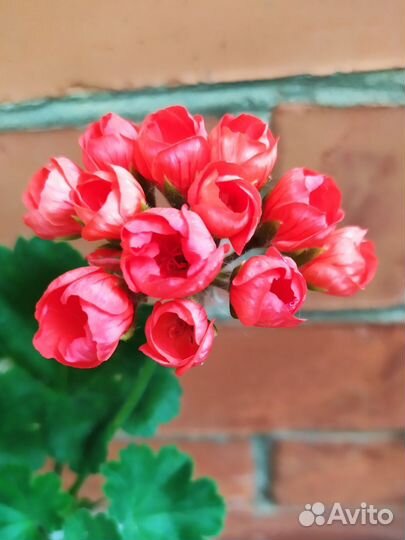 Пеларгония Red Pandora