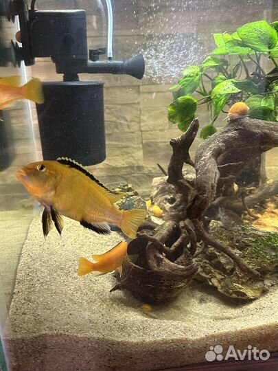 Лабидохромис Еллоу