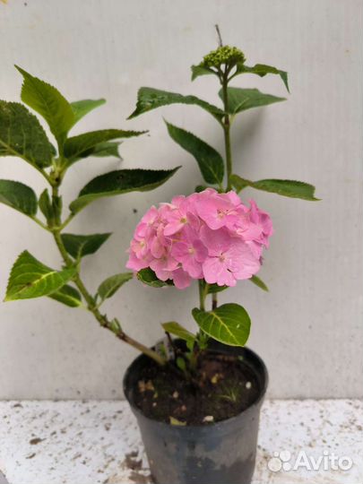 Гортензии из своего сада