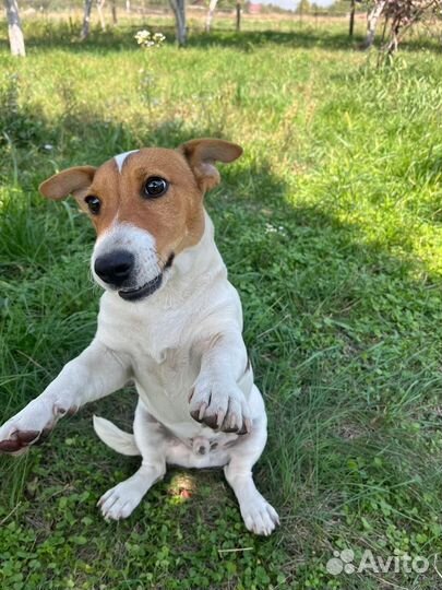 Джек рассел терьер