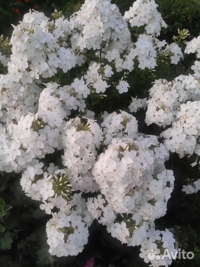 Цветы: Садовые многолетники