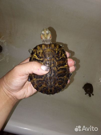 Красноухая черепаха