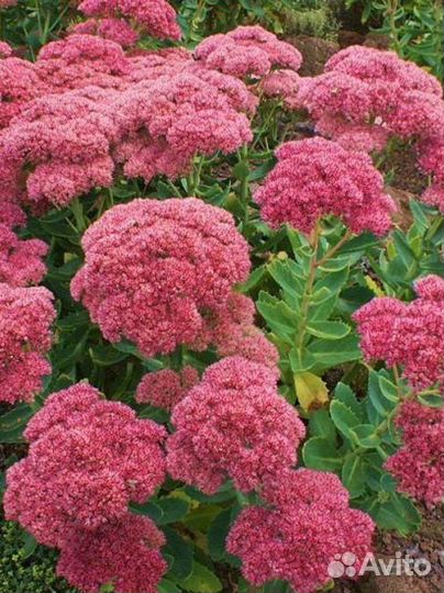 Очиток (седум)