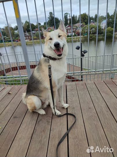 Лайка Байкал в добрые руки