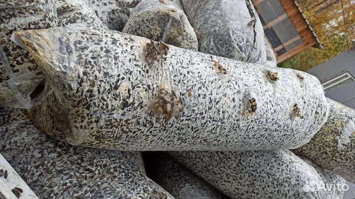 Грибные блоки на удобрение