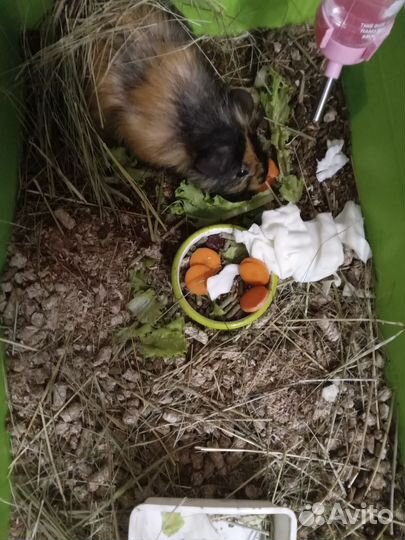 Морская свинка вязка