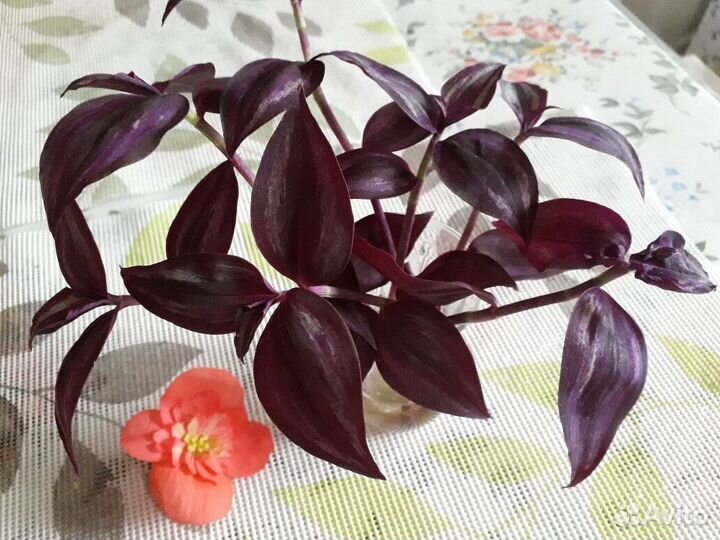 Продаю традесканцию Albiflora Albovitat и Бургунди