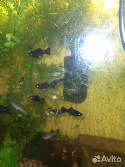 Аквариумные рыбки и растения улитки