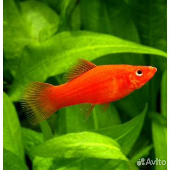 Рыба меченосец