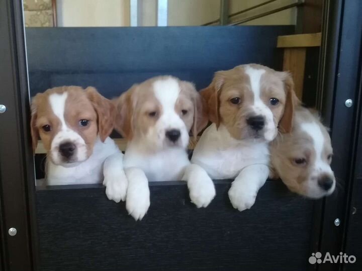 Бретонский Эпаньоль