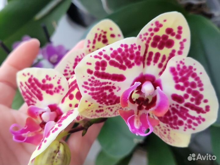 Орхидея фаленопсис