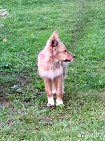 Щеночек ищет дом