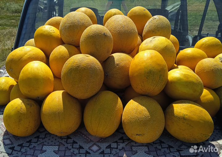 Дыня. Сорт Ранняя