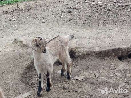 Продам козлят