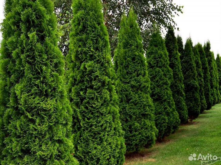Туи для изгороди