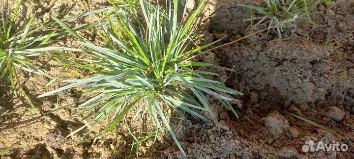 Сеслерия голубая