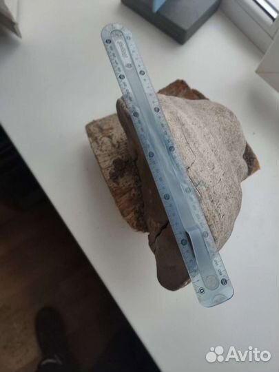 Гриб трутовик